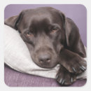 Suche nach labrador retriever aufkleber Hallo