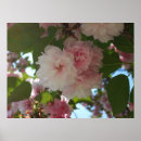 Suche nach kirschbaum poster Kirschblüte