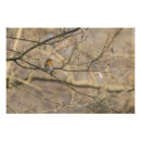 Suche nach rotkehlchen poster Für alle