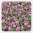 Suche nach keukenhof aufkleber Tulpe