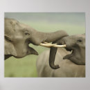 Suche nach asiatische elefanten poster Asien