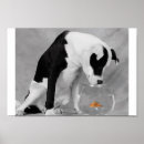 Suche nach fisch essen poster Lustig