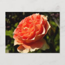 Suche nach orange rosen postkarten Jede person