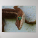 Suche nach eidechse poster Fotografie