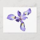 Suche nach wilde orchidee postkarten Lila