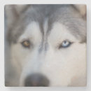 Suche nach stock untersetzer Hund
