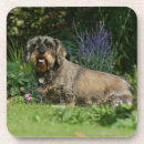 Suche nach draht untersetzer Hunde fotograf