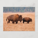 Suche nach amerikanischer bison postkarten Stier