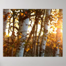 Suche nach birkenbaum poster Herbst