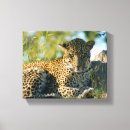 Suche nach leoparden leinwandbilder Wild
