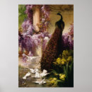 Suche nach vintager pfau poster Pfauen