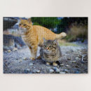 Suche nach tabby Ingwer
