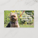 Suche nach yorkshire terrier visitenkarten Niedlich