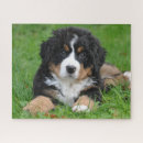 Suche nach bernese mountain dog puzzle Welpe