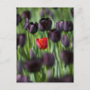 Suche nach keukenhof gärten postkarten Holland