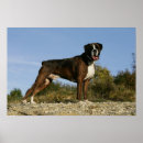 Suche nach boxer dog poster Stehend