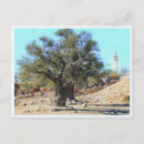 Suche nach olivenbaum postkarten Jerusalem