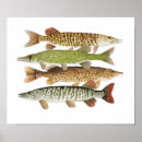 Suche nach hecht poster Muscheln
