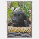 Suche nach labrador decken Niedlich