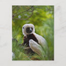 Suche nach sifaka Coquerels
