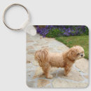 Suche nach lhasa apso schlüsselanhänger Tier