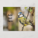 Suche nach tit postkarten Wild