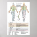 Suche nach nervensystem poster Anatomie
