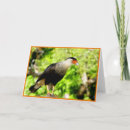 Suche nach caracara Vögel