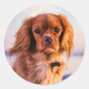 Suche nach cavalier king charles aufkleber Welpe