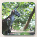 Suche nach känguru untersetzer Wunderbar