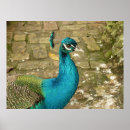 Suche nach schöner pfau poster Jede person