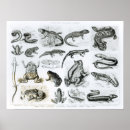 Suche nach salamander poster Amphibien