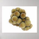 Suche nach onkologie poster Nah up