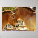 Suche nach schönes pferd poster Für alle