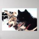 Suche nach schlittenhunde poster Husky
