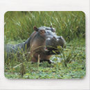 Suche nach flusspferd mousepads Afrika