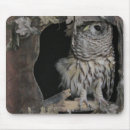 Suche nach eulen foto mousepads Vögel