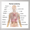 Suche nach menschliche anatomie poster Herz