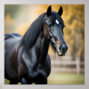 Suche nach schwarze pferde poster Tier