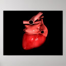 Suche nach innere organe poster Muskel