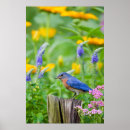 Suche nach männchen poster Avifauna