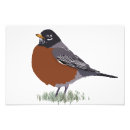 Suche nach drossel poster Vogel
