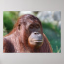 Suche nach orangutan poster Lustig