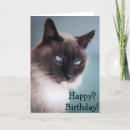 Suche nach skeptisch Katze