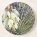 Suche nach yucca Usa