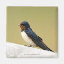 Suche nach schwalben magnete Natur