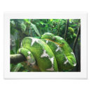 Suche nach schlange poster Reptil