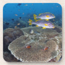 Suche nach indonesien untersetzer Unterwasser