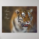 Suche nach sibirien poster Tiger