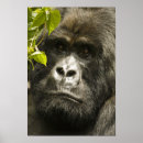 Suche nach ruanda poster Gorilla beringei